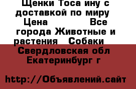 Щенки Тоса-ину с доставкой по миру › Цена ­ 68 000 - Все города Животные и растения » Собаки   . Свердловская обл.,Екатеринбург г.